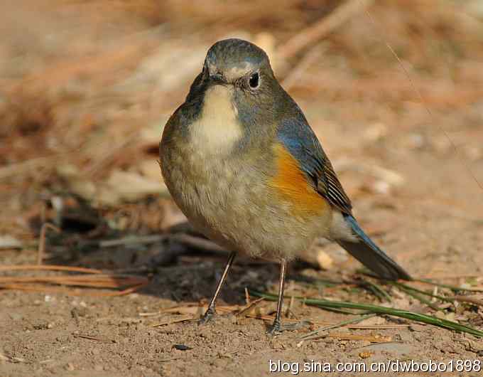 小鸟汲水图 wbrbobo打鸟歌
