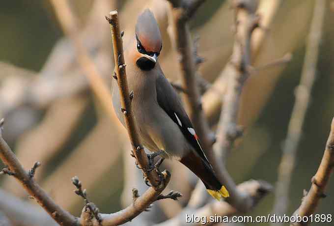 日坛：饮水的太平鸟