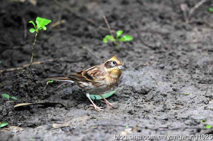 雌性黄喉鹀（1）