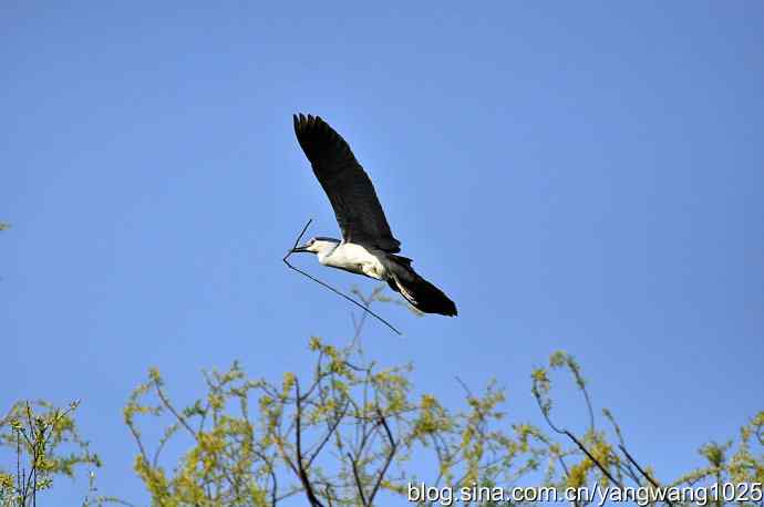 飞(夜鹭)19 飞(夜鹭)19