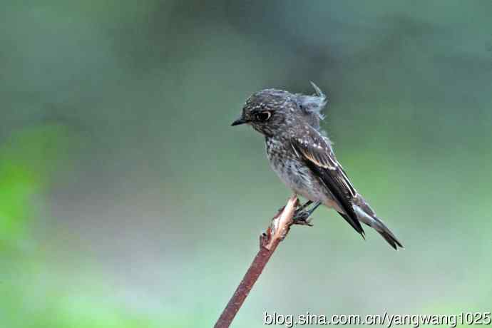 烏鶲（亚成鸟）3