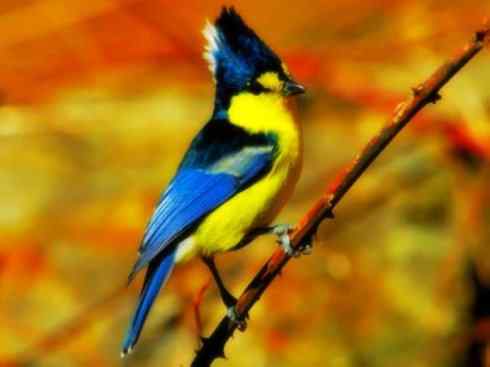 美丽无罪：雀鸟之欣赏2