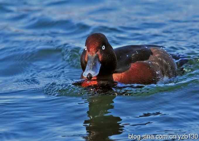 蓝之梦&bull;白眼潜鸭（组图，）
