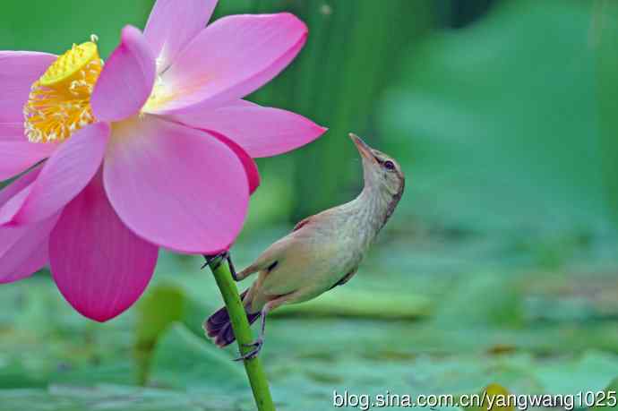 东方大苇莺与荷花（8）