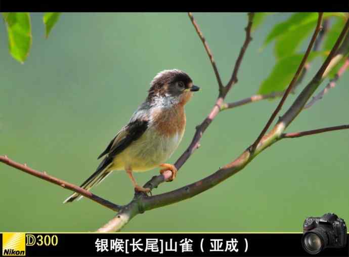 在无锡记录到的几种山雀科的鸟