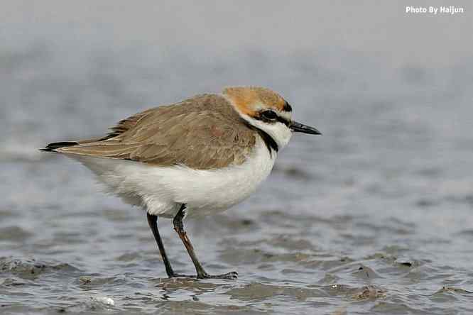 野鸭湖追拍环颈鸻
