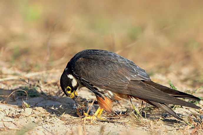 弱肉强食（杀戮吞噬篇）