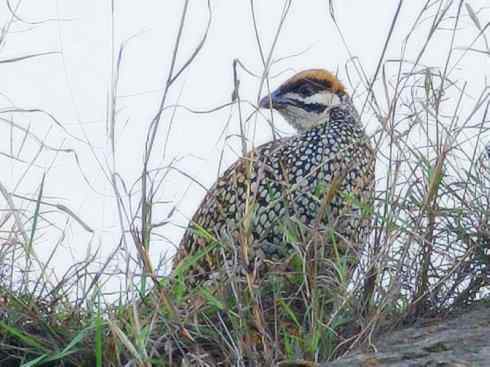 家禽驯化之源之九 家禽驯化之源之九