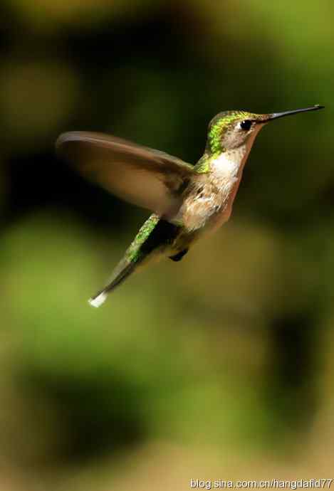 红玉喉北蜂鸟（3）