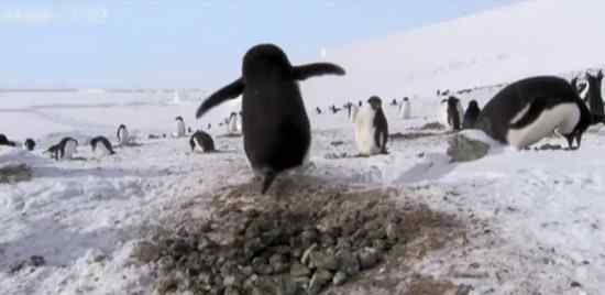 【视频】企鹅一点也不笨！
