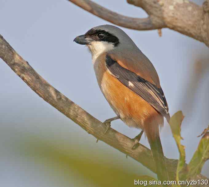 伯劳献瑞(组图) 伯劳献瑞(组图)