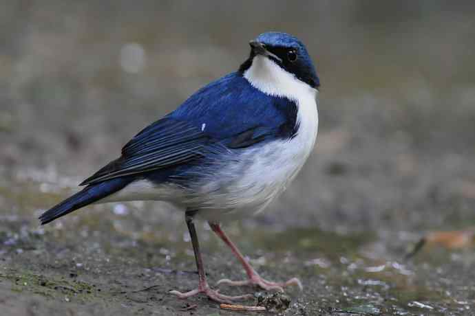 【综合】蓝歌邀宠 wbr五喉闹秋