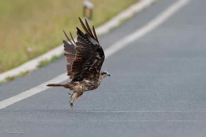 马路天使黑耳鳶