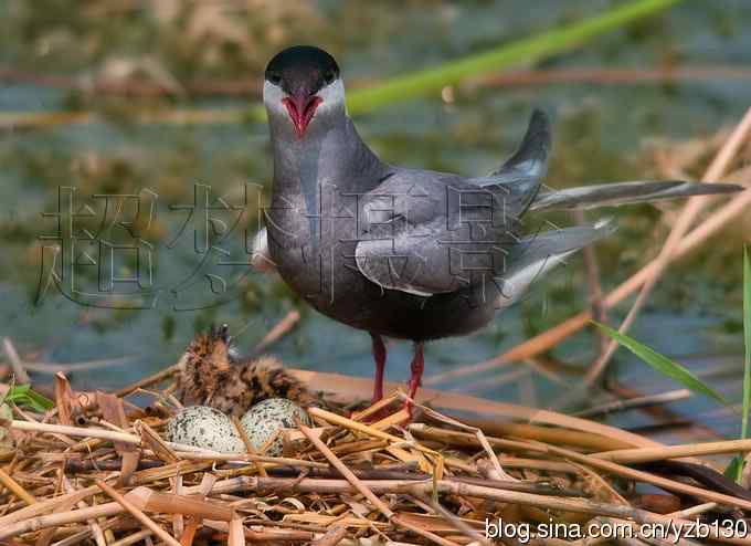 这世界，我来了！任凭风暴漩涡鈥︹Γㄗ橥迹25张图片）