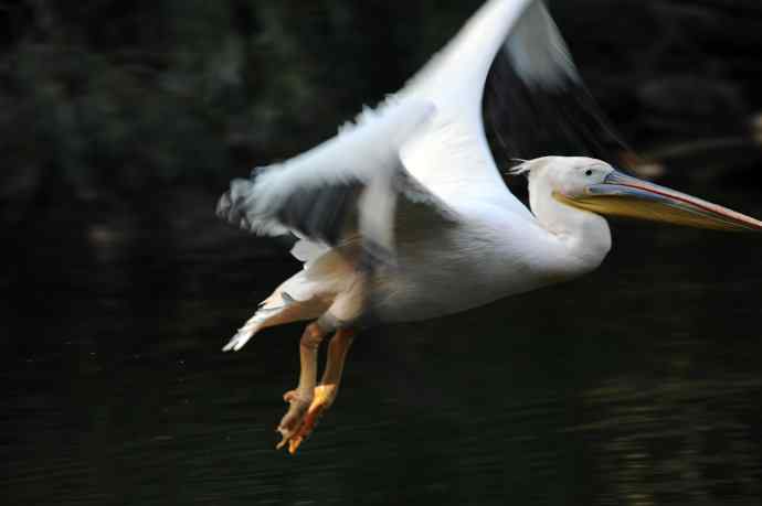 再拍鹈鹕 wbr wbr14