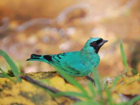 极品红色鸟类：玫红比蓝雀