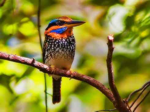 天生猎手：非猛禽类猎手之二（雀鸟也是屠夫——伯劳）