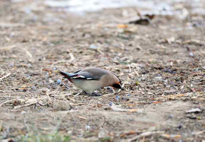 太平鸟(4) 太平鸟(4)