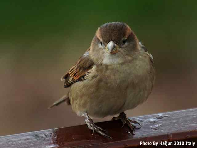 【亚平宁半岛之旅 wbr. wbr疑似洋家雀】