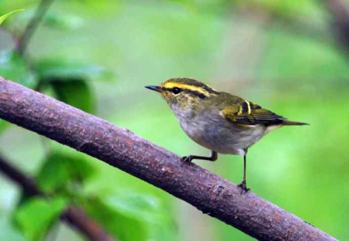 北京天坛公园的鸟类——黄腰柳莺（2）