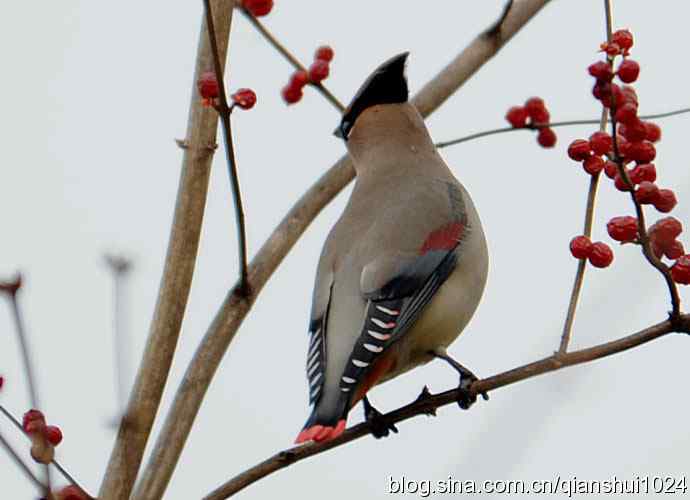大太平.小太平(植物园) 大太平.小太平(植物园)