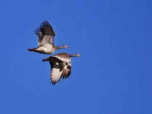 鸟类之最：大鸨