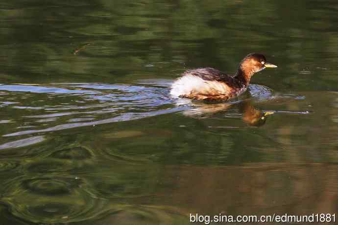群鸭飞舞贺新岁 群鸭飞舞贺新岁
