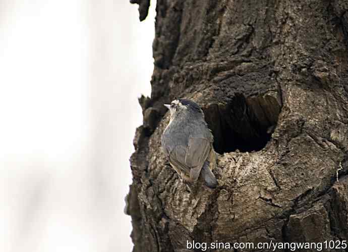 黑头鳾（shi）的小家