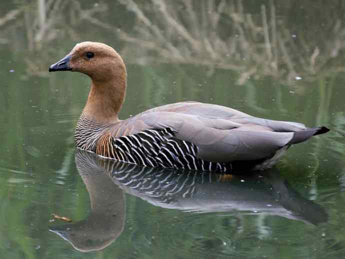 犬科：狐亚科伪狐属之高地狐、河狐、秘鲁狐