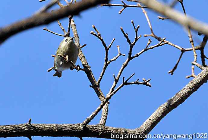 高枝头的戴菊鸟 高枝头的戴菊鸟