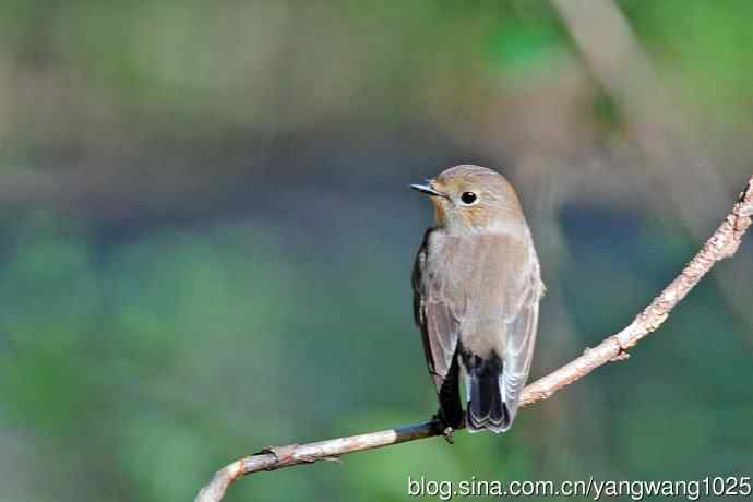 秋天的红喉姬鹟（4）