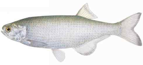 鱼类活化石：月眼鱼