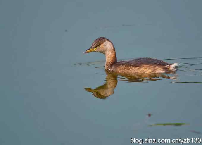 D80拍的小（组图，5张图片）