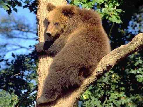 十大喜食蜂蜜动物：黑熊