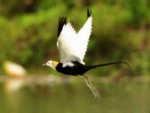 白头鸟系列：另类的美丽7（鸻鹬）