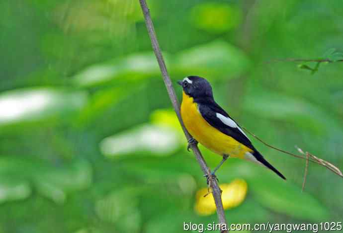 雄性白眉姬鹟（3）