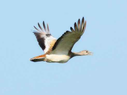 鸟类之最：大鸨