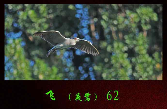 飞(夜鹭)62 飞(夜鹭)62