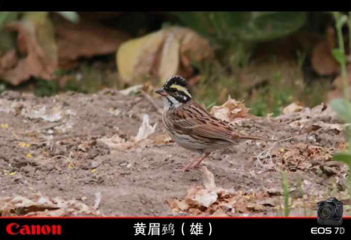 盘点2010 2011年冬季个人鹀类记录（无锡地区）