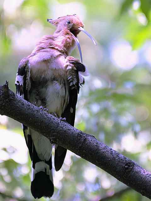戴胜开冠数毛（鸟儿为悦己者容）