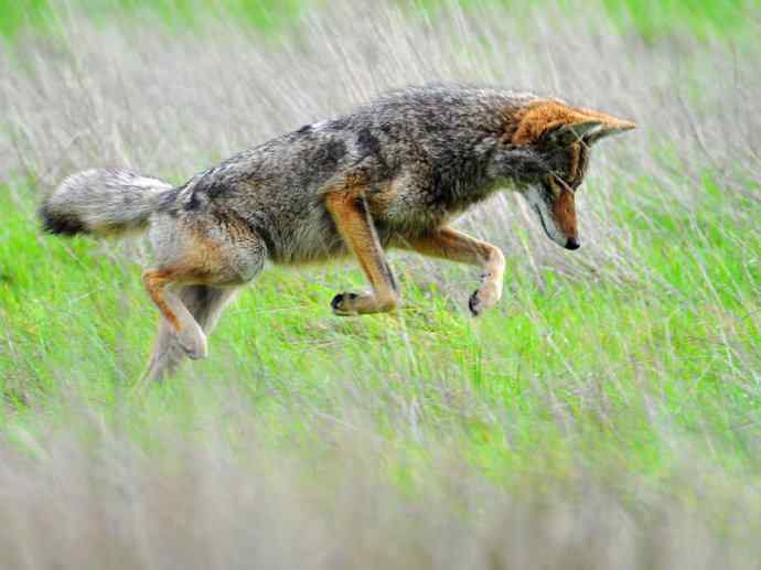 犬科:犬亚科犬属之郊狼、红狼 犬科:犬亚科犬属之郊狼、红狼