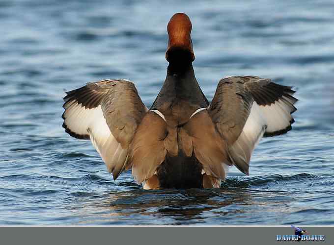 赤嘴潜鸭：冬天の靓色