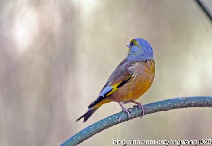 寻水解渴的金翅雀