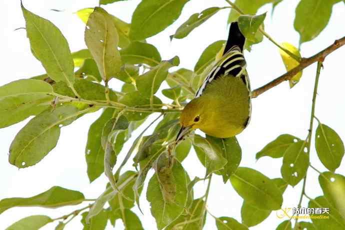棕颈凤鹛&bull;橙胸【姬】鹟&bull;黑翅雀鹎