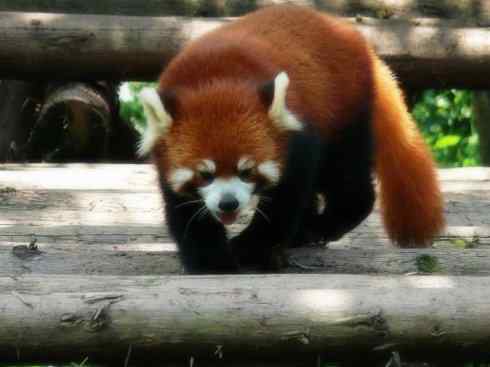 动物世界：山寨还是原创？