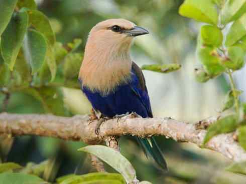 绝色攀禽：佛法僧目之佛法僧2