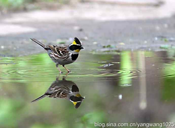 北京天坛公园的鸟类——黄喉鹀