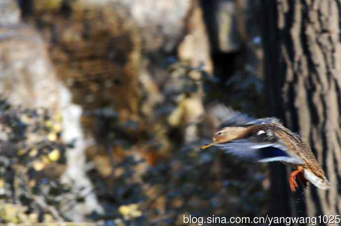 降落瞬间的绿头鸭（习作）1