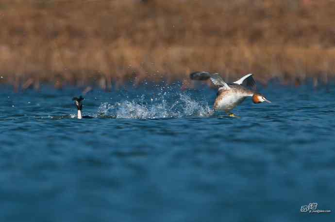 颐和园的凤头