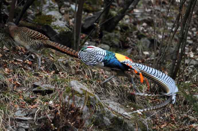 炮的野生鸟类摄影2012总结之三---黄昏界